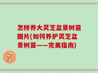 怎样养大灵芝盆景树苗图片(如何养护灵芝盆景树苗——完美指南)