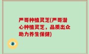 严哥种植灵芝(严哥潜心种植灵芝，品质出众助力养生保健)