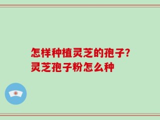 怎样种植灵芝的孢子？灵芝孢子粉怎么种