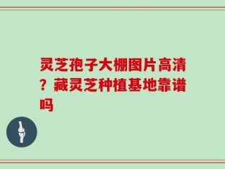灵芝孢子大棚图片高清？藏灵芝种植基地靠谱吗