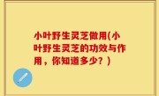 小叶野生灵芝做用(小叶野生灵芝的功效与作用，你知道多少？)