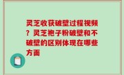 灵芝收获破壁过程视频？灵芝袍子粉破壁和不破壁的区别体现在哪些方面