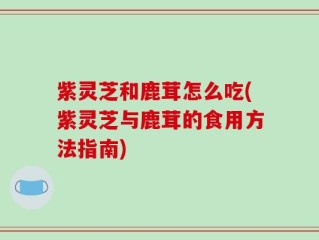 紫灵芝和鹿茸怎么吃(紫灵芝与鹿茸的食用方法指南)