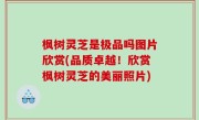 枫树灵芝是极品吗图片欣赏(品质卓越！欣赏枫树灵芝的美丽照片)