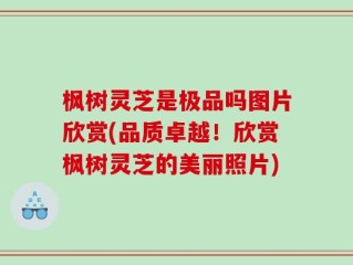枫树灵芝是极品吗图片欣赏(品质卓越！欣赏枫树灵芝的美丽照片)