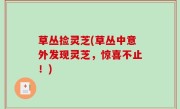 草丛捡灵芝(草丛中意外发现灵芝，惊喜不止！)