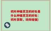 切片种植灵芝的好处是什么种植灵芝的好处：切片获取，功效增强)