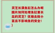 灵芝长满鱼缸怎么办呢图片如何处理鱼缸里长出的灵芝？优雅去除小苗且不影响鱼的安全！)
