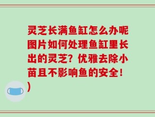 灵芝长满鱼缸怎么办呢图片如何处理鱼缸里长出的灵芝？优雅去除小苗且不影响鱼的安全！)
