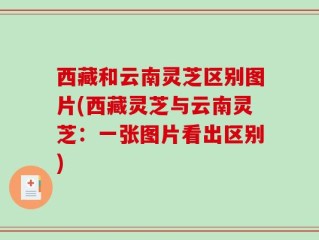西藏和云南灵芝区别图片(西藏灵芝与云南灵芝：一张图片看出区别)