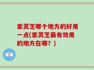 紫灵芝哪个地方的好用一点(紫灵芝最有效用的地方在哪？)