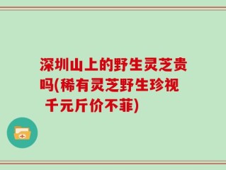 深圳山上的野生灵芝贵吗(稀有灵芝野生珍视 千元斤价不菲)