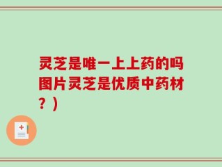 灵芝是唯一上上药的吗图片灵芝是优质中药材？)