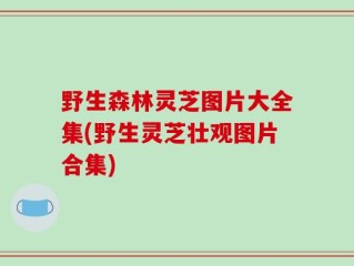 野生森林灵芝图片大全集(野生灵芝壮观图片合集)