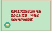 松树木灵芝的功效与主治(松木灵芝：神奇的功效与疗效解析)