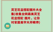 灵芝花盆搭配图片大全集(收集全网最美灵芝花盆搭配 图片，让你对家居美学大开眼界)