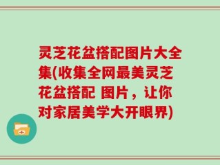 灵芝花盆搭配图片大全集(收集全网最美灵芝花盆搭配 图片，让你对家居美学大开眼界)