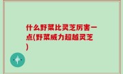 什么野菜比灵芝厉害一点(野菜威力超越灵芝)
