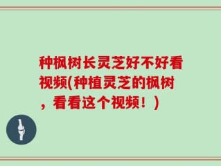 种枫树长灵芝好不好看视频(种植灵芝的枫树，看看这个视频！)