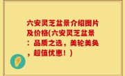 六安灵芝盆景介绍图片及价格(六安灵芝盆景：品质之选，美轮美奂，超值优惠！)