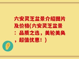六安灵芝盆景介绍图片及价格(六安灵芝盆景：品质之选，美轮美奂，超值优惠！)