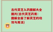 古代灵芝入药图解大全图片(古代灵芝药用：图解全面了解灵芝的功效与用法)