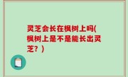 灵芝会长在枫树上吗(枫树上是不是能长出灵芝？)