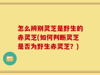 怎么辨别灵芝是野生的赤灵芝(如何判断灵芝是否为野生赤灵芝？)