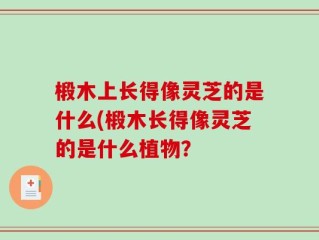 椴木上长得像灵芝的是什么(椴木长得像灵芝的是什么植物？