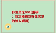 野生灵芝001(重磅：首次拍摄到野生灵芝的惊人瞬间)