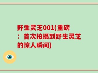 野生灵芝001(重磅：首次拍摄到野生灵芝的惊人瞬间)