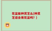 花盆能种灵芝么(种灵芝适合用花盆吗？)