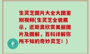 生灵芝图片大全大图鉴别视频(生灵芝全貌展示，近距离欣赏美丽图片及图解，百科详解你所不知的奇妙灵芝！)