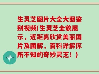 生灵芝图片大全大图鉴别视频(生灵芝全貌展示，近距离欣赏美丽图片及图解，百科详解你所不知的奇妙灵芝！)