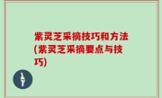 紫灵芝采摘技巧和方法(紫灵芝采摘要点与技巧)