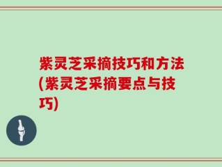紫灵芝采摘技巧和方法(紫灵芝采摘要点与技巧)