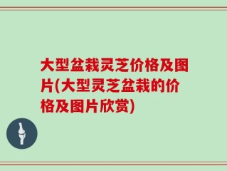 大型盆栽灵芝价格及图片(大型灵芝盆栽的价格及图片欣赏)