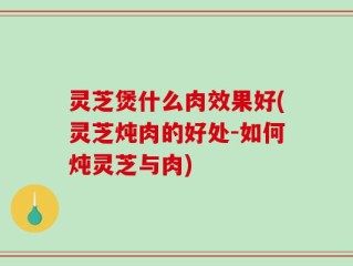 灵芝煲什么肉效果好(灵芝炖肉的好处-如何炖灵芝与肉)