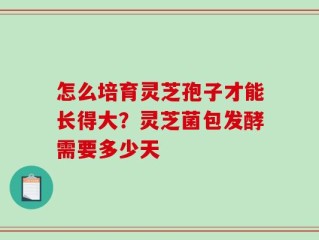 怎么培育灵芝孢子才能长得大？灵芝菌包发酵需要多少天