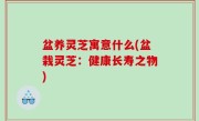 盆养灵芝寓意什么(盆栽灵芝：健康长寿之物)