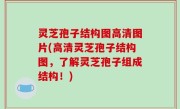 灵芝孢子结构图高清图片(高清灵芝孢子结构图，了解灵芝孢子组成结构！)