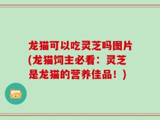龙猫可以吃灵芝吗图片(龙猫饲主必看：灵芝是龙猫的营养佳品！)