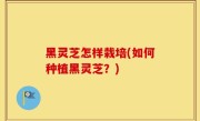 黑灵芝怎样栽培(如何种植黑灵芝？)
