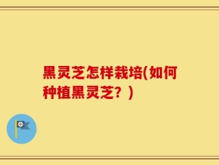 黑灵芝怎样栽培(如何种植黑灵芝？)
