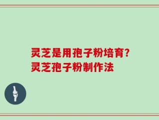灵芝是用孢子粉培育？灵芝孢子粉制作法