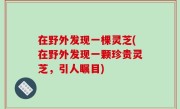 在野外发现一棵灵芝(在野外发现一颗珍贵灵芝，引人瞩目)