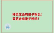 种灵芝会有孢子粉么(灵芝含有孢子粉吗？