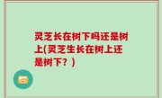 灵芝长在树下吗还是树上(灵芝生长在树上还是树下？)