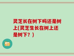灵芝长在树下吗还是树上(灵芝生长在树上还是树下？)