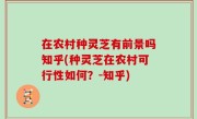 在农村种灵芝有前景吗知乎(种灵芝在农村可行性如何？-知乎)